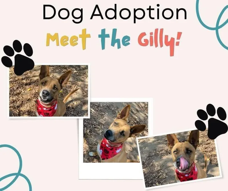 Gilly thumbnail 2