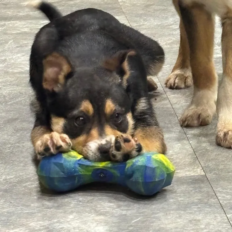 A young small-sized female Miniature Pinscher dog named Josephine for adoption in Mokena, IL