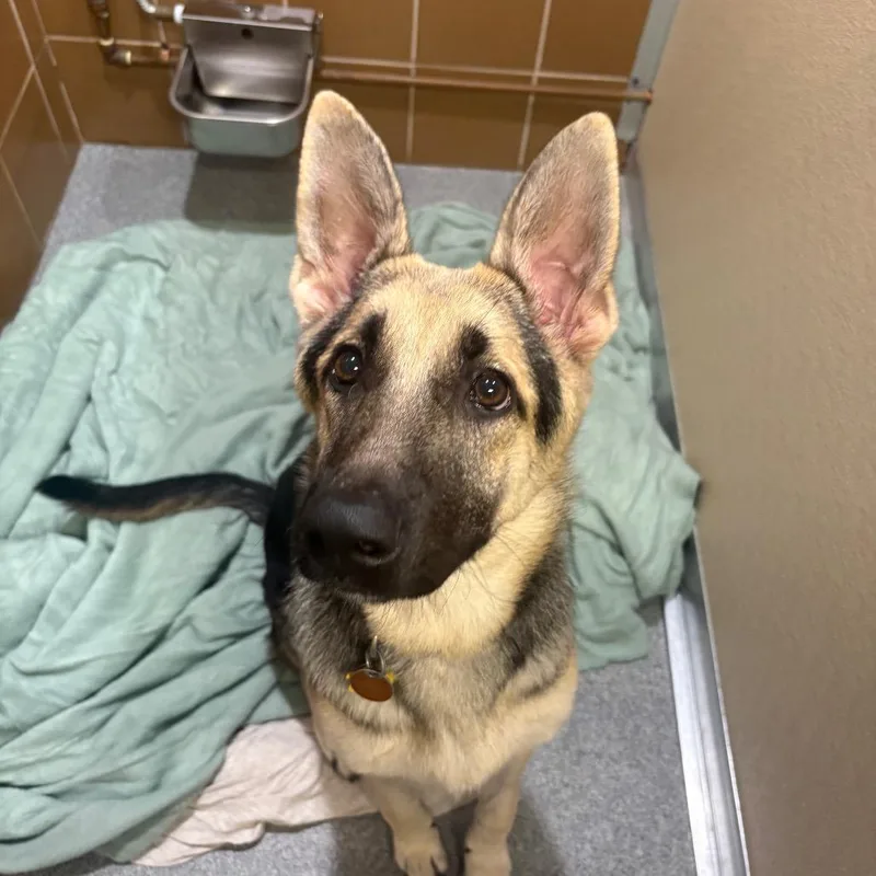 A young small-sized female Black German Shepherd Dog dog named H Scarlett for adoption in Port Washington, NY