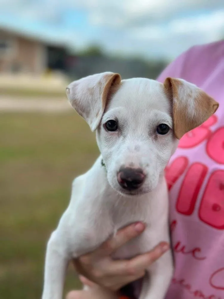 A baby small-sized female Terrier dog named Anna for adoption in Saugus, MA