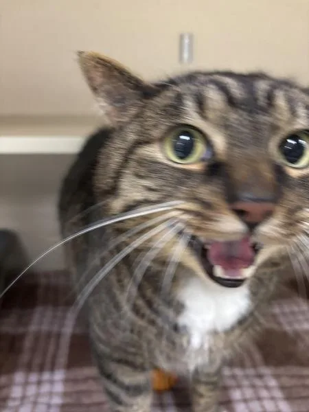 A senior large-sized male Domestic Short Hair cat named Bernie for adoption in Silverdale, WA