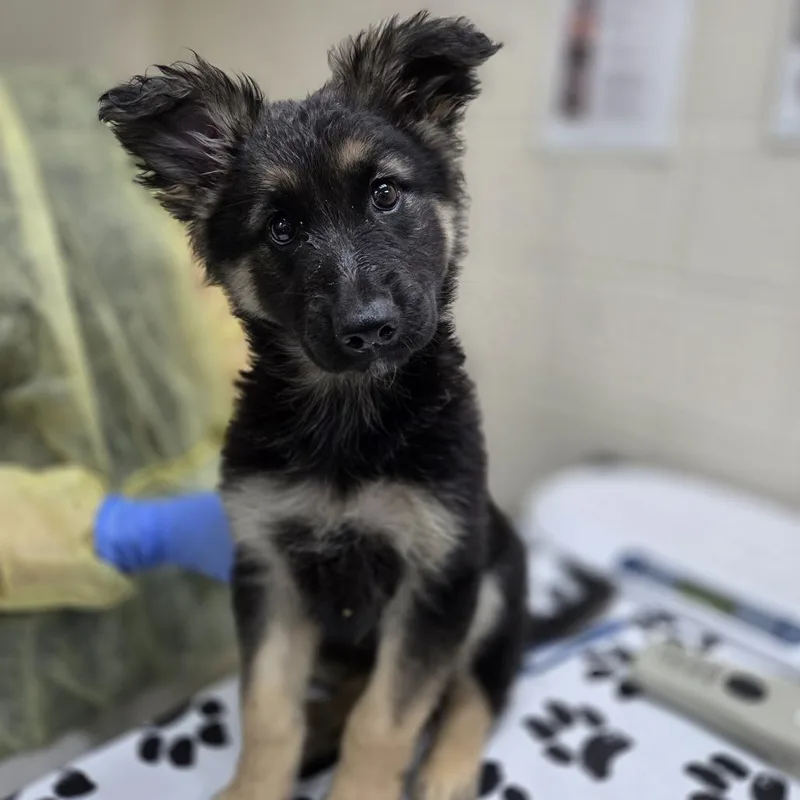 A baby medium-sized male Black Shepherd dog named Spyro for adoption in Incline Village, NV