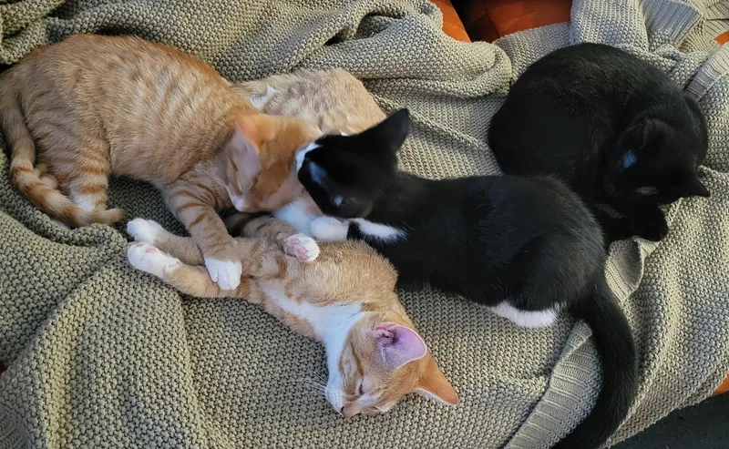 Katara Irving thumbnail 2