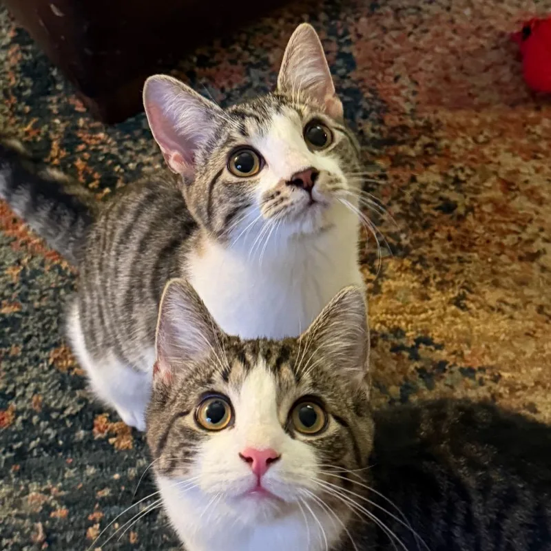 A baby small-sized male Domestic Short Hair cat named Jett for adoption in Roselle, IL