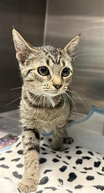 A baby small-sized female Domestic Short Hair cat named Mochi for adoption in Lancaster, CA
