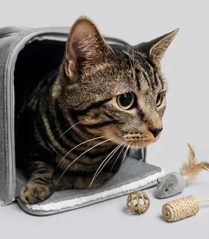 A young small-sized female Domestic Short Hair cat named Callie for adoption in Cumming, GA