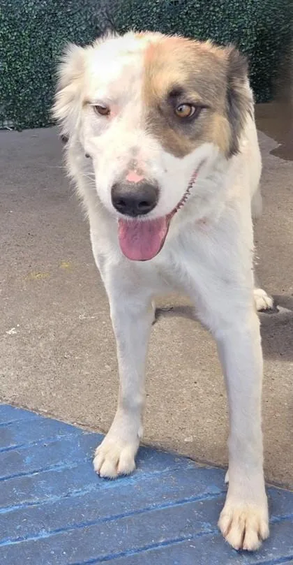 An adult medium-sized male White / Cream Retriever dog named Finn for adoption in El Paso, TX