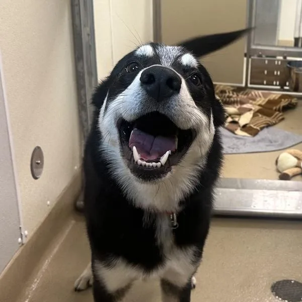 A young large-sized male Siberian Husky dog named Action Jackson for adoption in Walnut Creek, CA