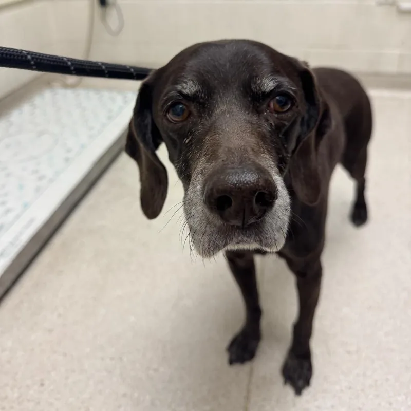 A senior medium-sized male Brown / Chocolate German Shorthaired Pointer dog named Champ for adoption in Murray, UT