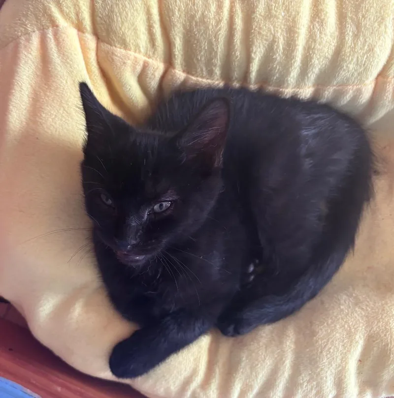 A baby small-sized male Domestic Short Hair cat named Melvin M for adoption in Gorham, ME