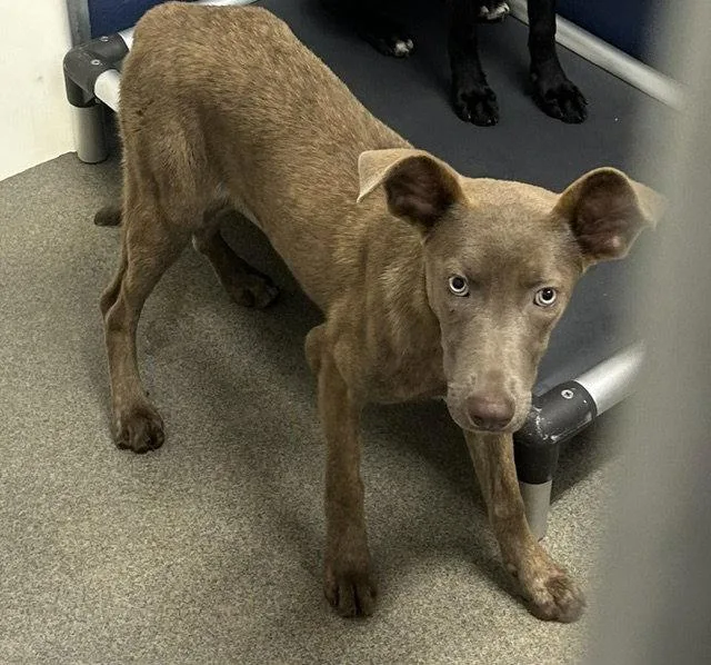 A young medium-sized female Mixed Breed dog named Barley months female for adoption in Sterling, MA