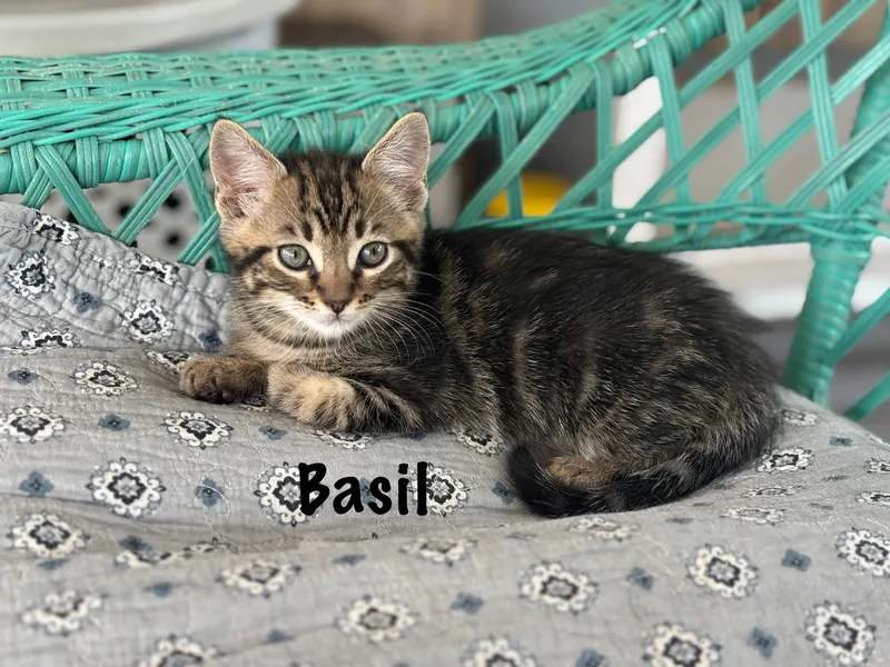 A baby medium-sized male Domestic Short Hair cat named Basil for adoption in Vineyard Haven, MA