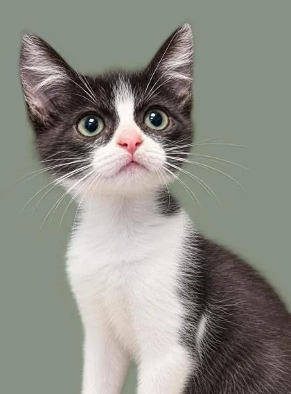 A baby small-sized male Domestic Short Hair cat named Ivy for adoption in Cumming, GA