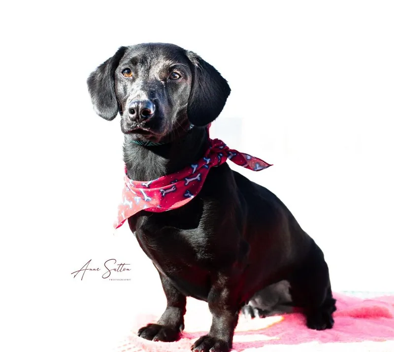 An adult medium-sized female Dachshund dog named Stella for adoption in Hot Springs, SD