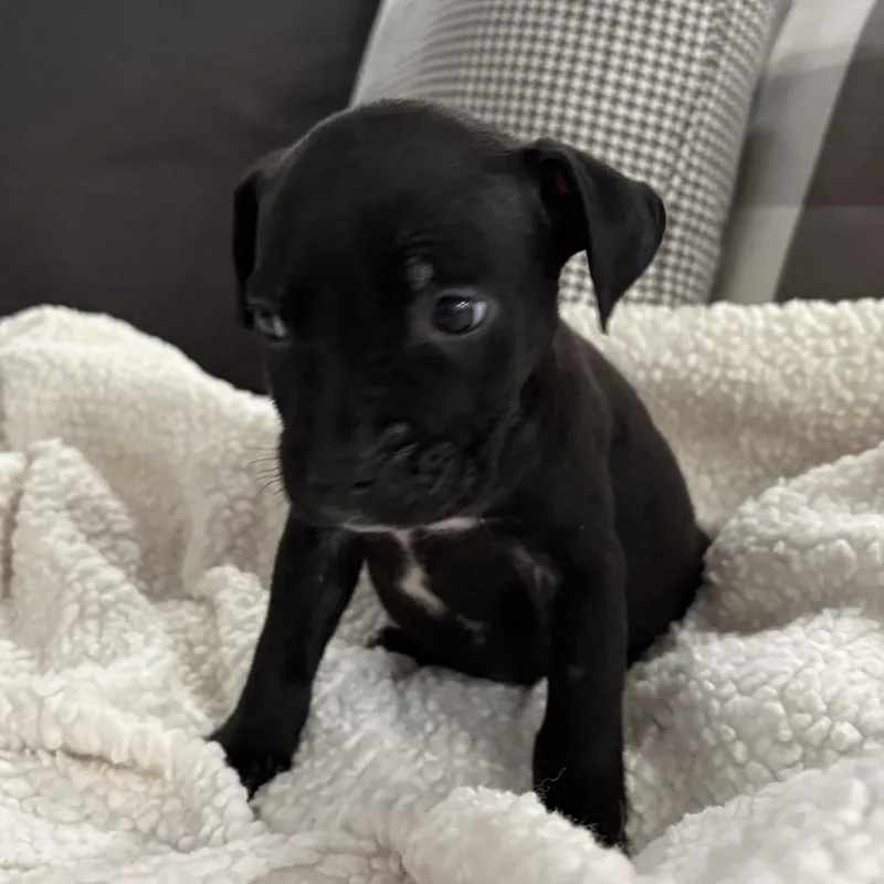 A baby small-sized female Black Pit Bull Terrier dog named Jane ~ Coming Soon!!! for adoption in Chicago, IL