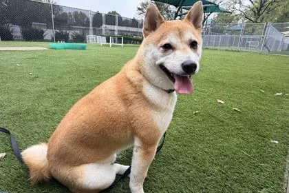 An adult small-sized male Shiba Inu dog named Tails for adoption in Kansas City, MO