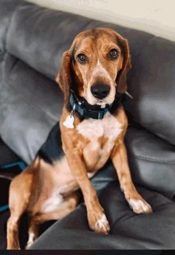 An adult medium-sized male Tricolor (Brown, Black, & White) Beagle dog named Gus for adoption in West Decatur, PA