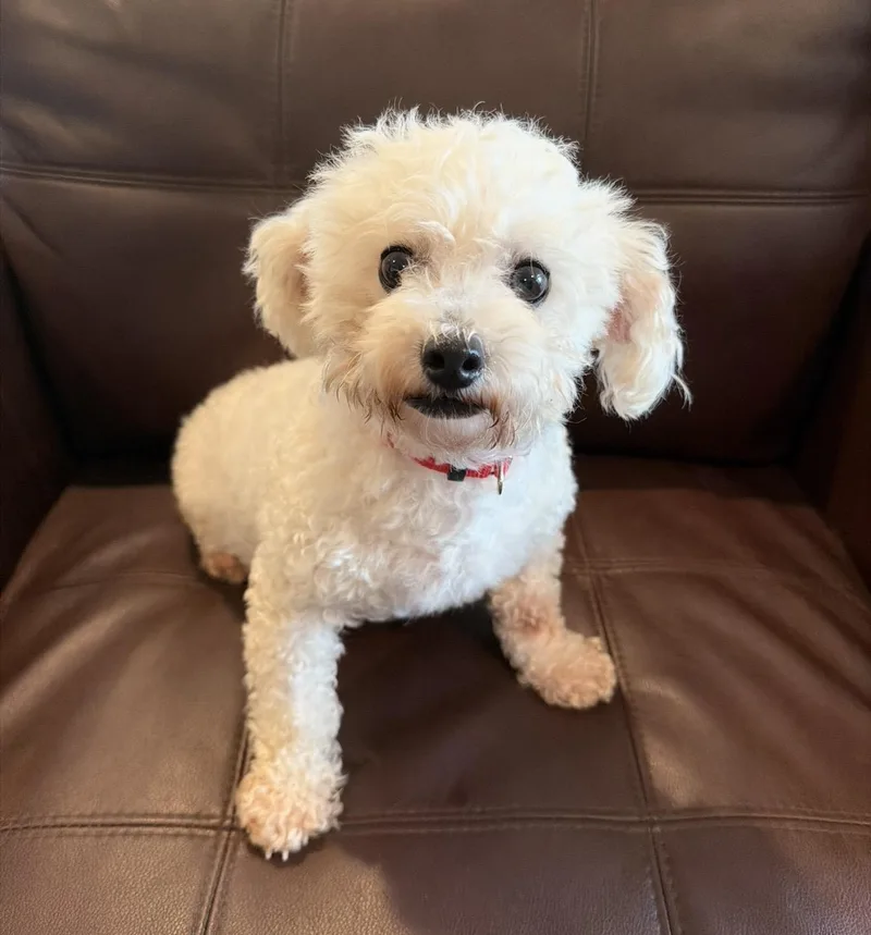 A young small-sized female White / Cream Maltipoo dog named Pippa for adoption in Pelham, NH