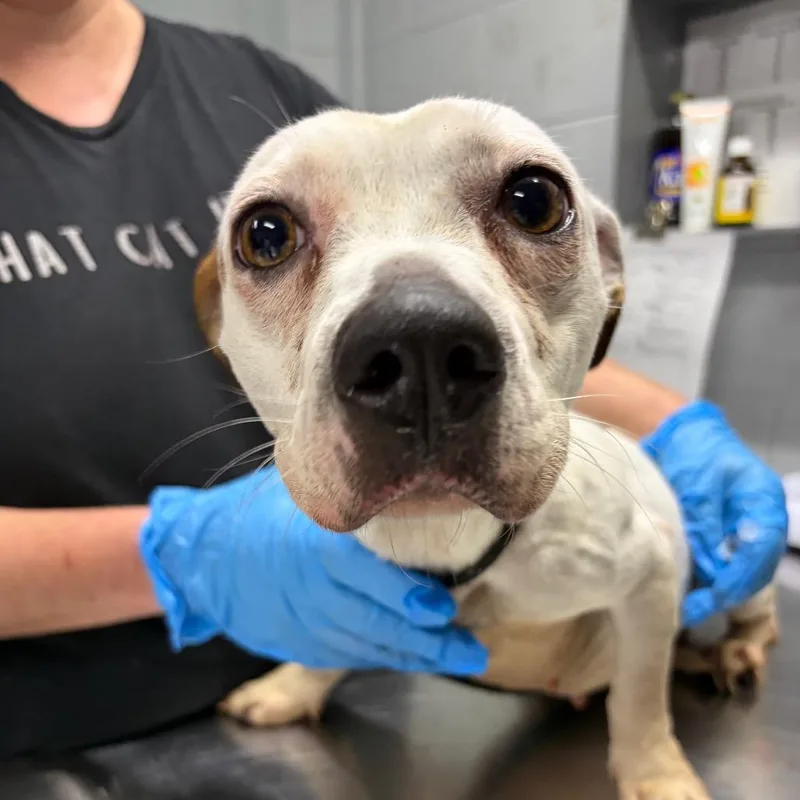 An adult small-sized female White / Cream Mixed Breed dog named Reeces for adoption in Summerville, SC
