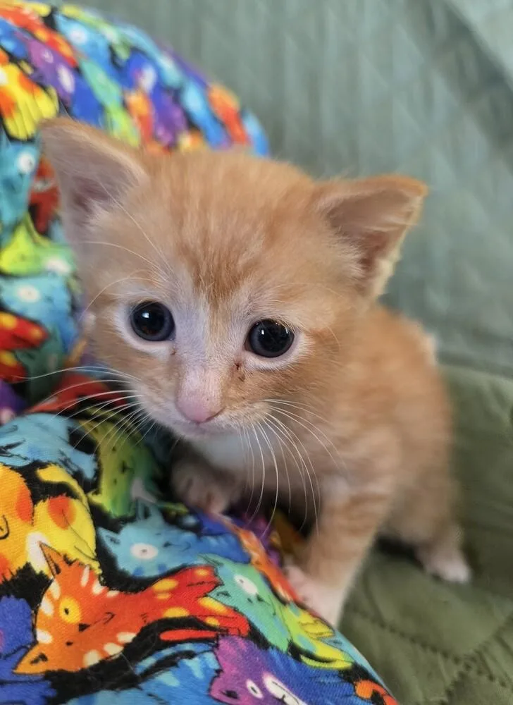 A baby small-sized male Domestic Short Hair cat named Ember for adoption in Wellington, KS