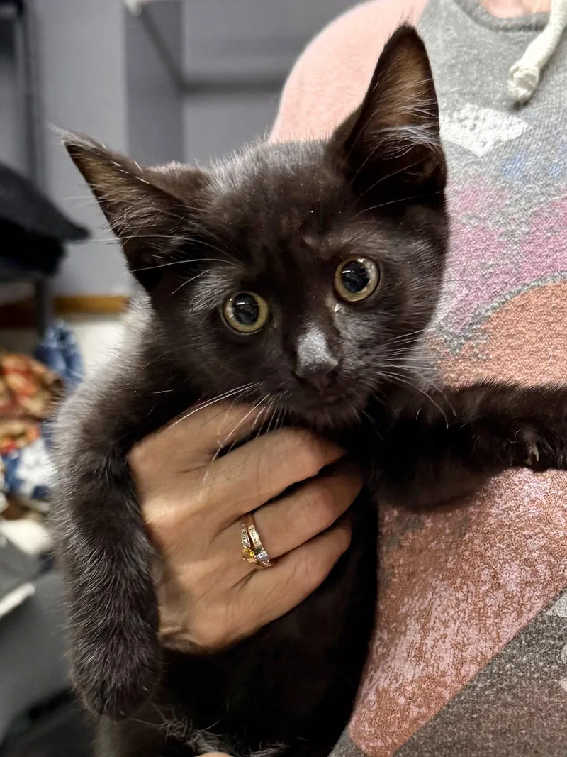 A baby medium-sized male Domestic Short Hair cat named CAT Remy for adoption in GILBERTS, IL