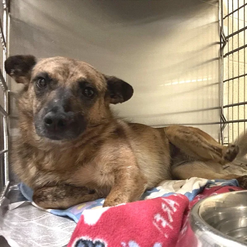 An adult medium-sized female Brindle Mixed Breed dog named Myla for adoption in Asheville, NC