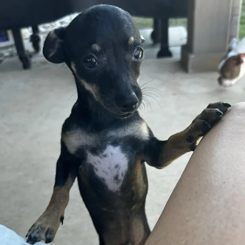 A young small-sized male Black Chihuahua dog named Bruce for adoption in Tacoma, WA