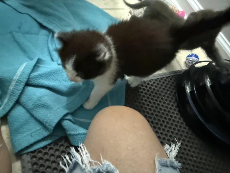 A baby medium-sized male Black & White / Tuxedo Domestic Medium Hair cat named Daffy for adoption in Marvin, NC