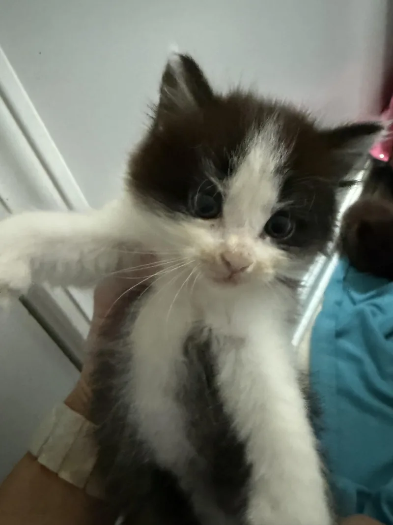 Daffy thumbnail 2