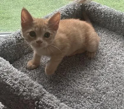 A baby small-sized female Domestic Short Hair cat named Dandelion for adoption in Port Republic, MD