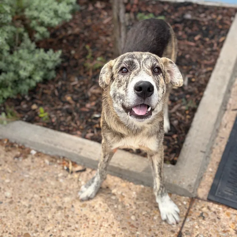 A young medium-sized male Brindle Shepherd dog named Dell for adoption in Bastrop, TX