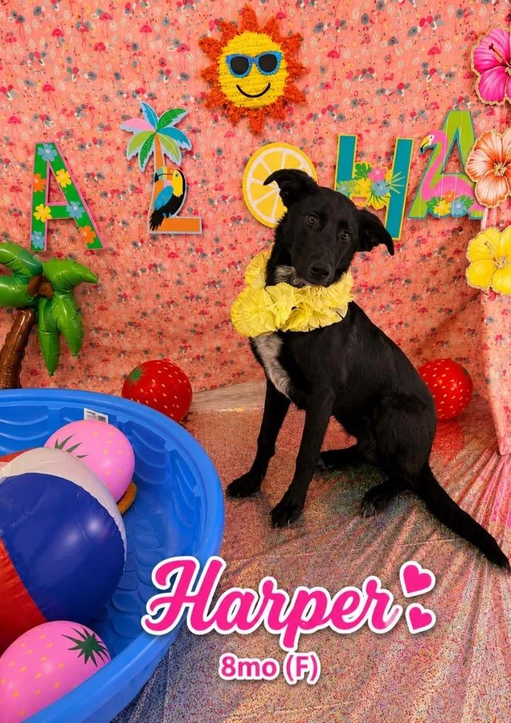 Harper
