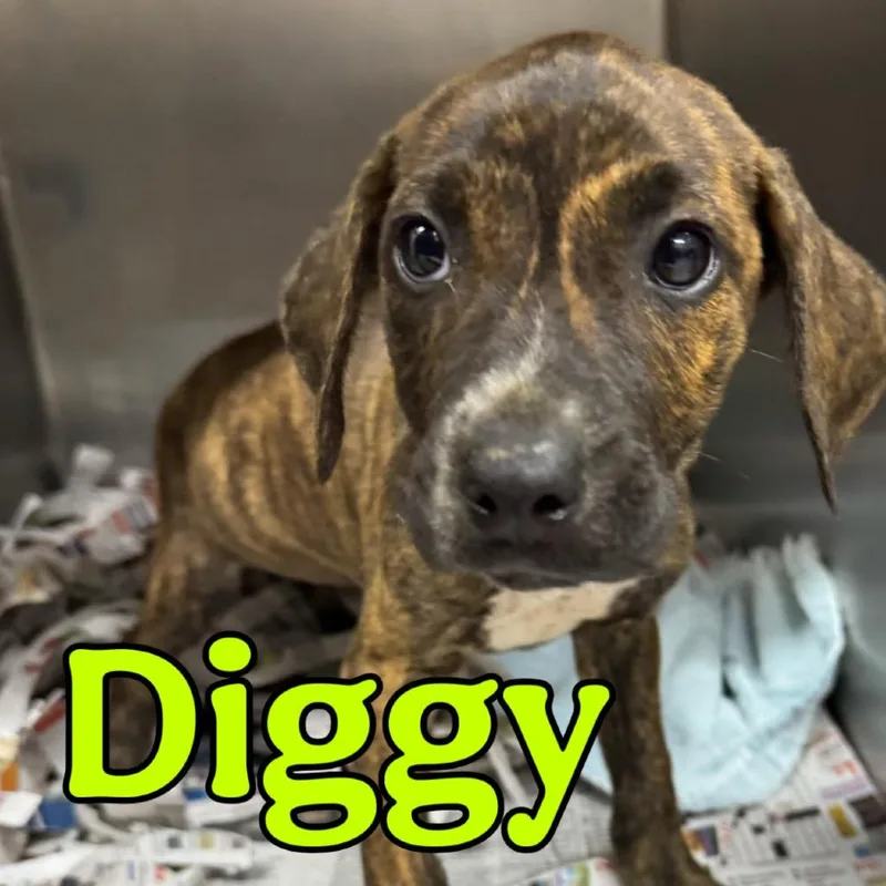 A baby small-sized male Brindle Coonhound dog named Diggy for adoption in Franklin, NC