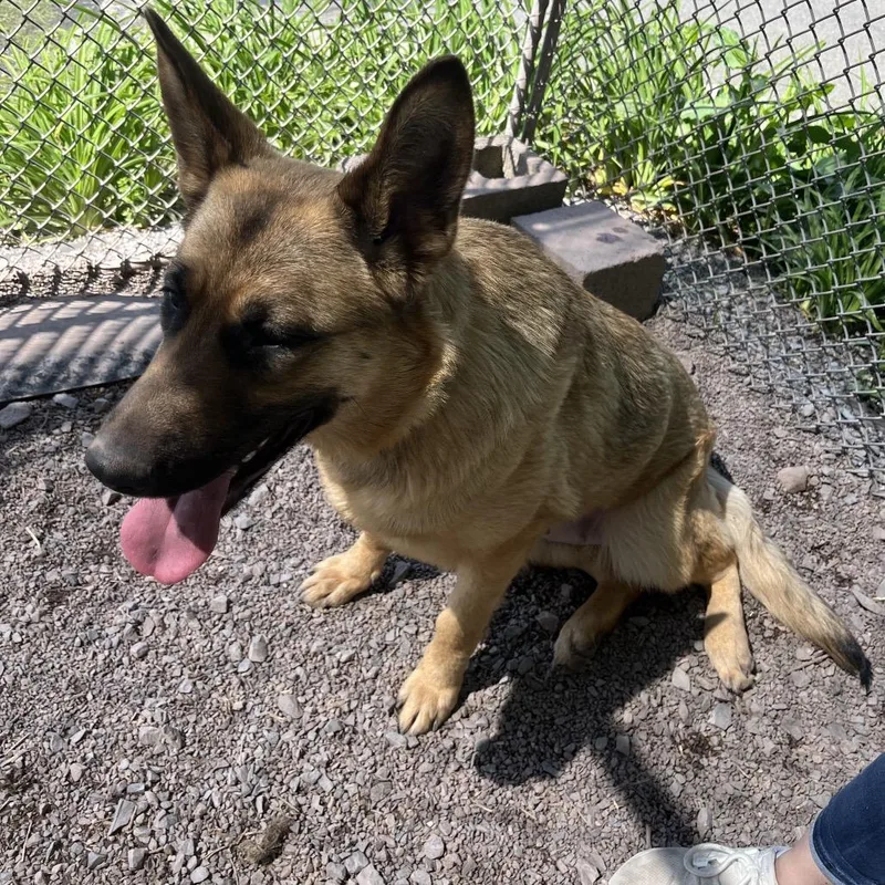 A young large-sized female Yellow / Tan / Blond / Fawn German Shepherd Dog dog named Ambar for adoption in New Ringgold, PA