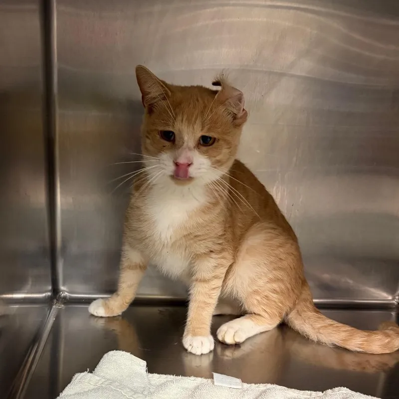A young medium-sized male Buff / Tan / Fawn Domestic Short Hair cat named Charmander for adoption in Newark, NJ