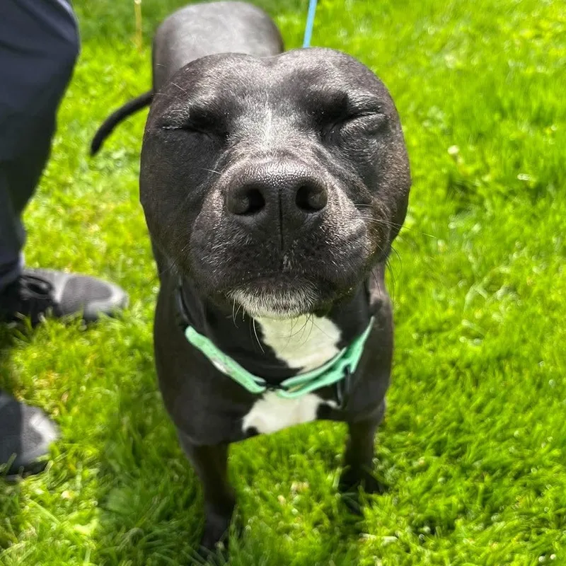 An adult medium-sized female Black Pit Bull Terrier dog named Rosie for adoption in Elyria, OH