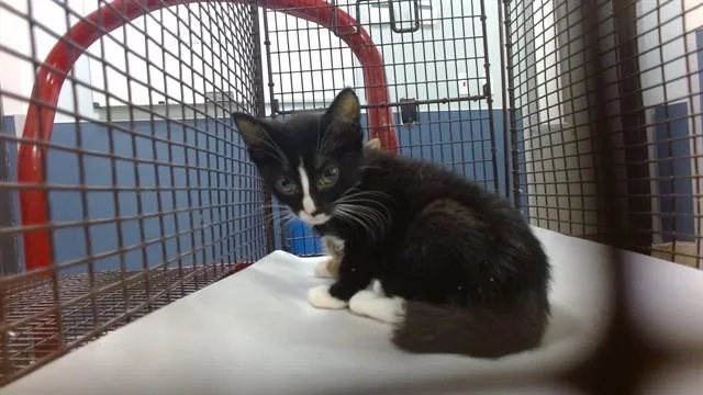A baby small-sized female Domestic Short Hair cat named Iris for adoption in Miami, FL