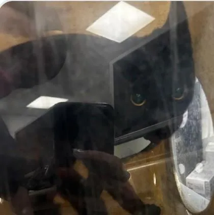 A young small-sized male Domestic Short Hair cat named Prince for adoption in Madison, NJ