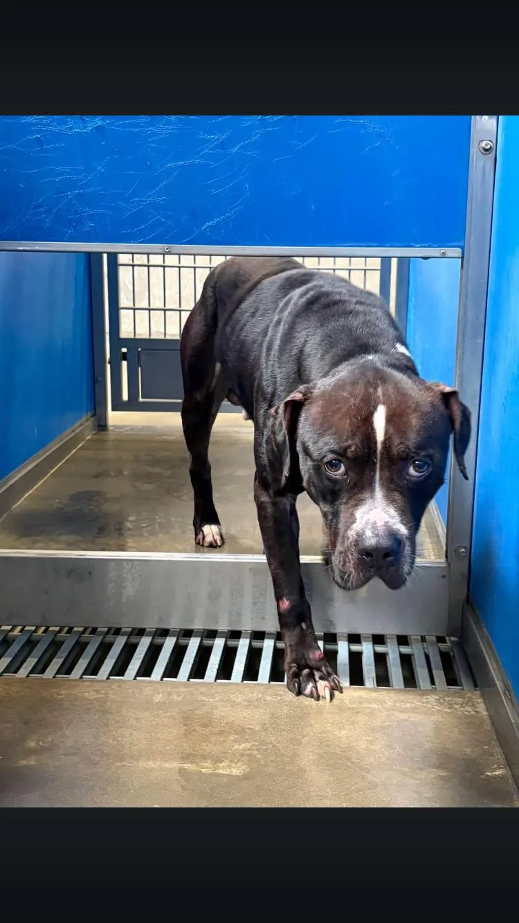 An adult large-sized male Pit Bull Terrier dog named Meatloaf for adoption in Paradise, TX