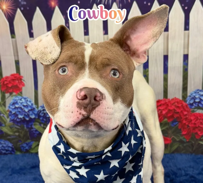 Cowboy