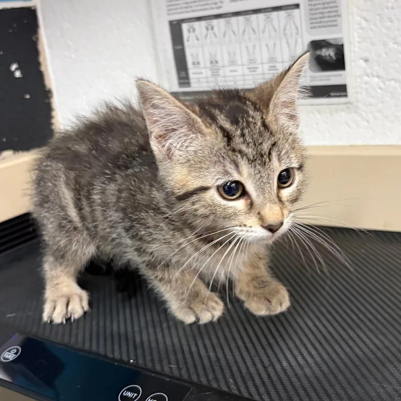 A baby small-sized female Black Domestic Short Hair cat named Rosie for adoption in Ardmore, OK