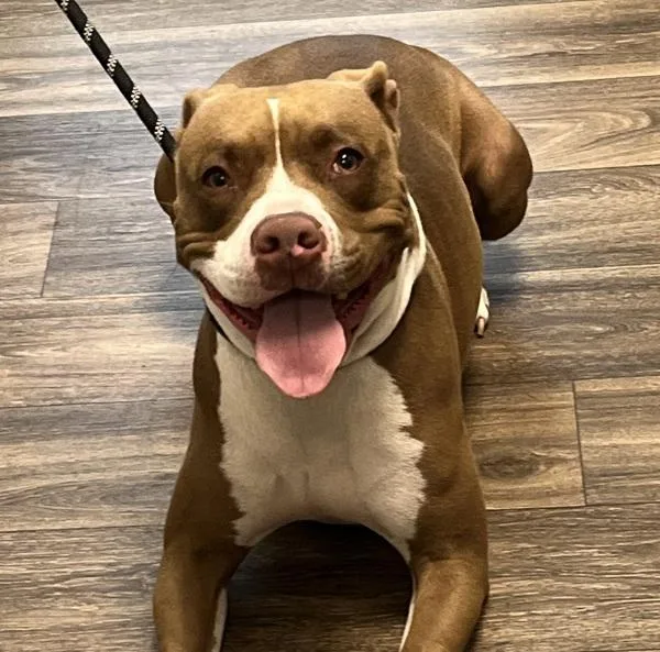 An adult large-sized female Pit Bull Terrier dog named Rosie for adoption in El Cajon, CA