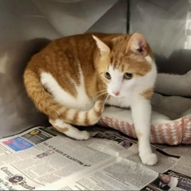 Milo's Journey thumbnail 2