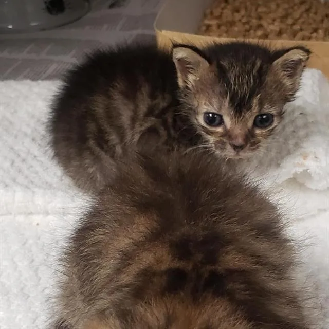 A baby small-sized female Domestic Short Hair cat named Wedge for adoption in Charlotte, NC