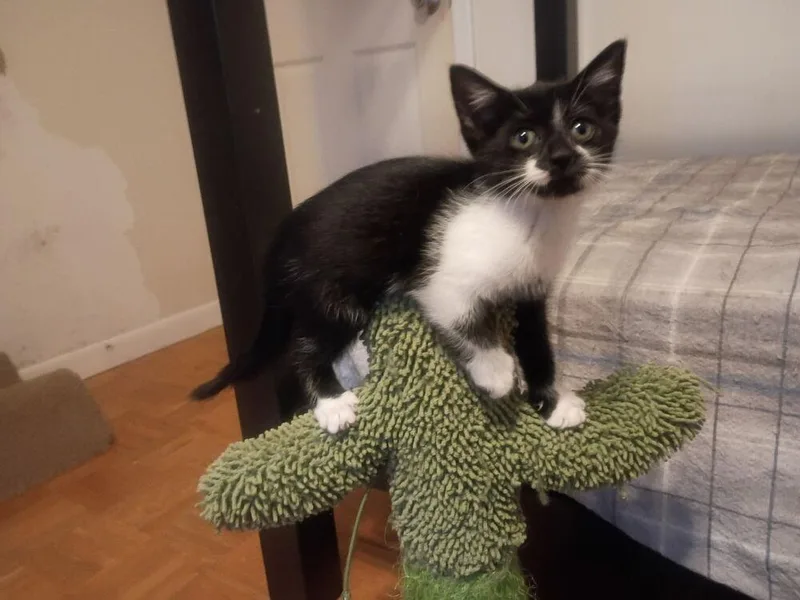 A baby small-sized female Black & White / Tuxedo Domestic Short Hair cat named Dulce for adoption in Hudson, NH