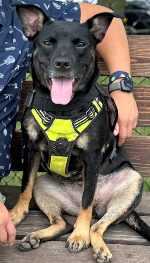 A young medium-sized female Terrier dog named Zanaree for adoption in Des Moines, IA