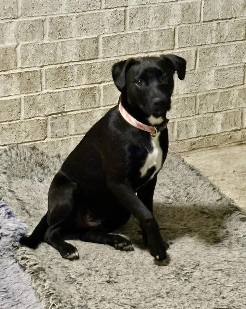 A baby medium-sized female Black American Staffordshire Terrier dog named Aurora for adoption in Houston, TX