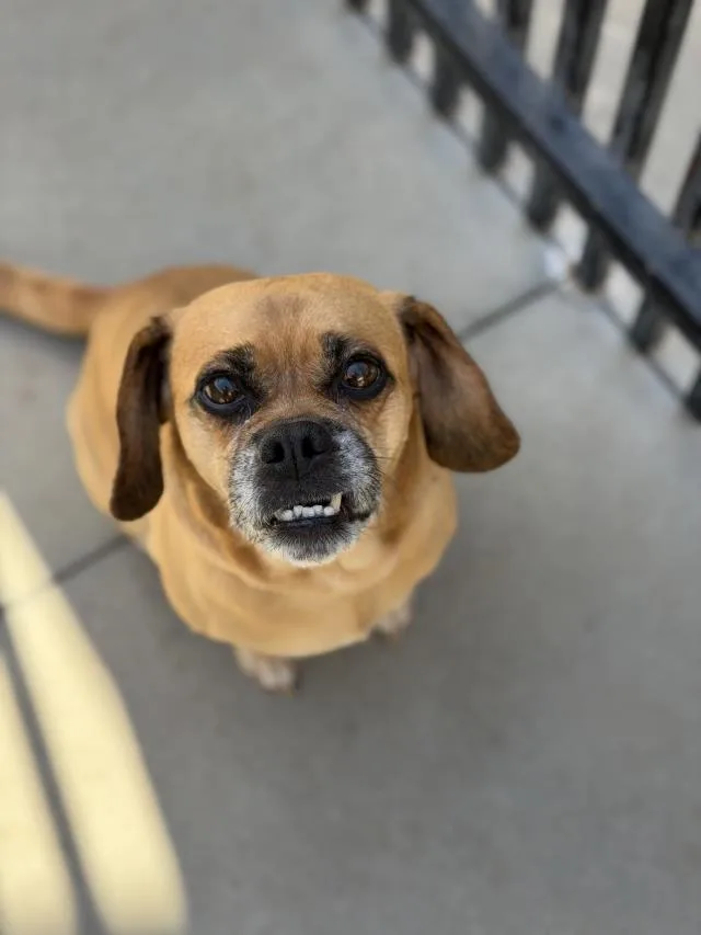 An adult small-sized female Pug dog named Rollie for adoption in Santa Barbara, CA