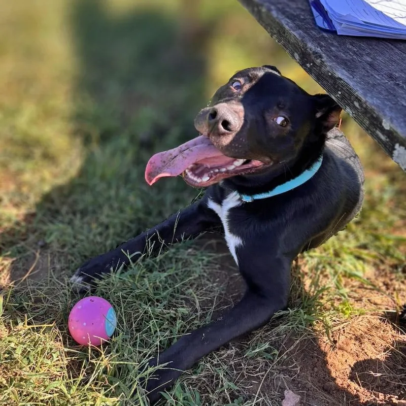 A young medium-sized male Black Labrador Retriever dog named Sullie for adoption in Lebanon, TN