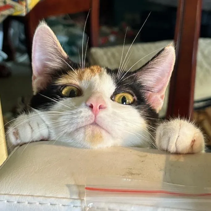 Moana Of Motunui thumbnail 2